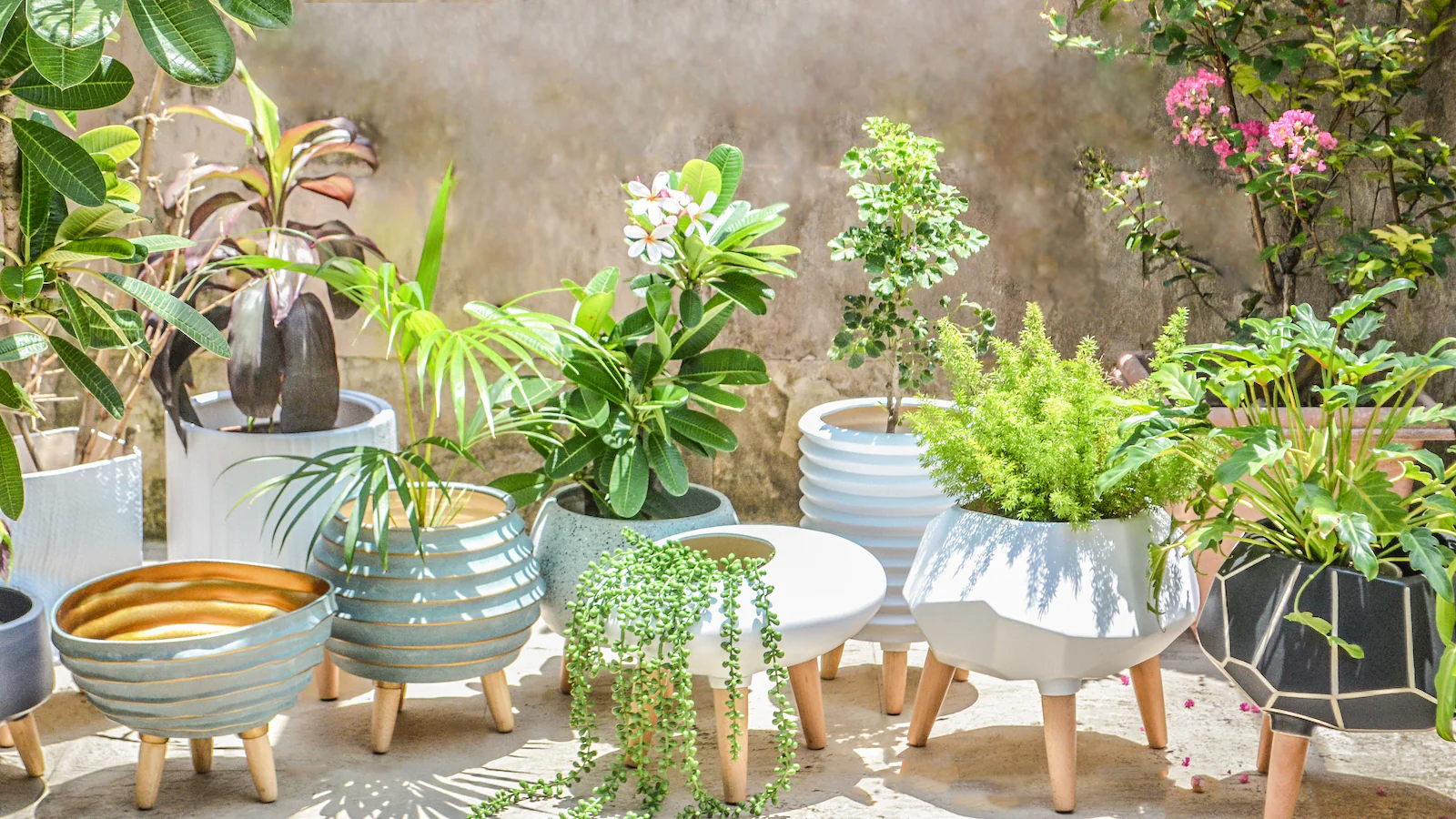 Dhaai Nursery plants